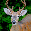 White-tailed Deer (buck)