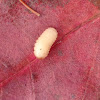 Acorn Weevil Larvae