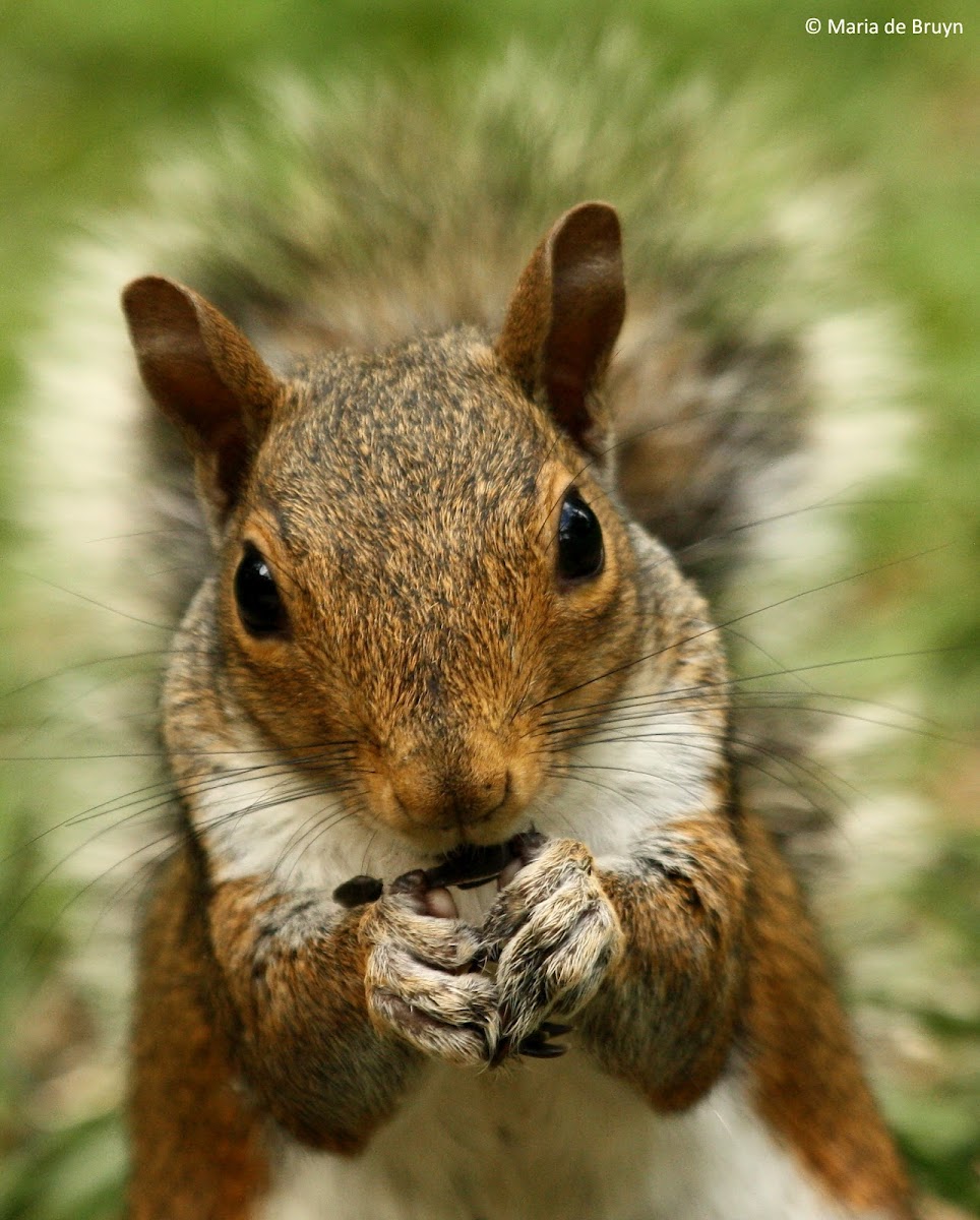 Eastern gray squirrel eating sunflower seeds