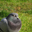 Rock Pigeon(Pombo comum)