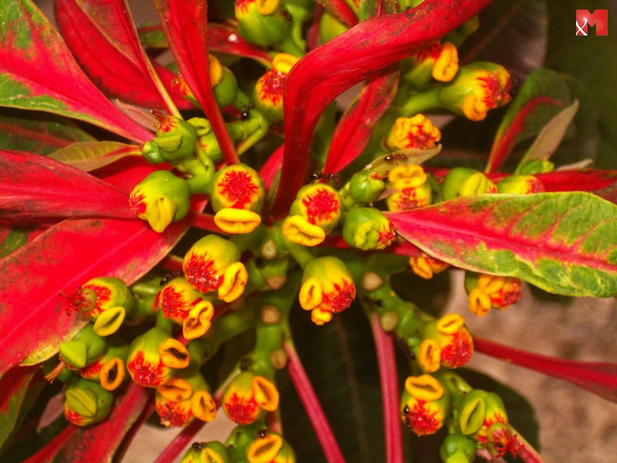 Poinsettia (Ευφορβία η κομψότατη)