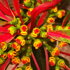 Poinsettia (Ευφορβία η κομψότατη)