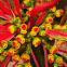 Poinsettia (Ευφορβία η κομψότατη)
