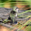Broad-billed Hummingbird (female)