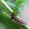 Knot Grass (caterpillar)