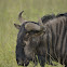 Blue wildebeest / Gnu