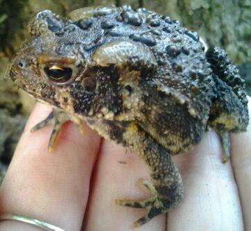 The Eastern American Toad