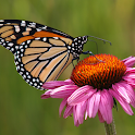 Butterfly on flower Wallpapers logo