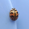 Six-Spotted ZigZag Ladybird