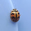 Six-Spotted ZigZag Ladybird