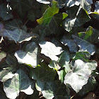 English ivy