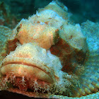 Scorpionfish in white