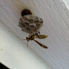 Common Paper Wasp