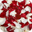Rose petals Live Wallpaper mobile app icon