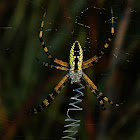 Black & Gold Garden Spider