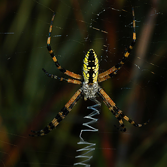 Black Gold Garden Spider Project Noah