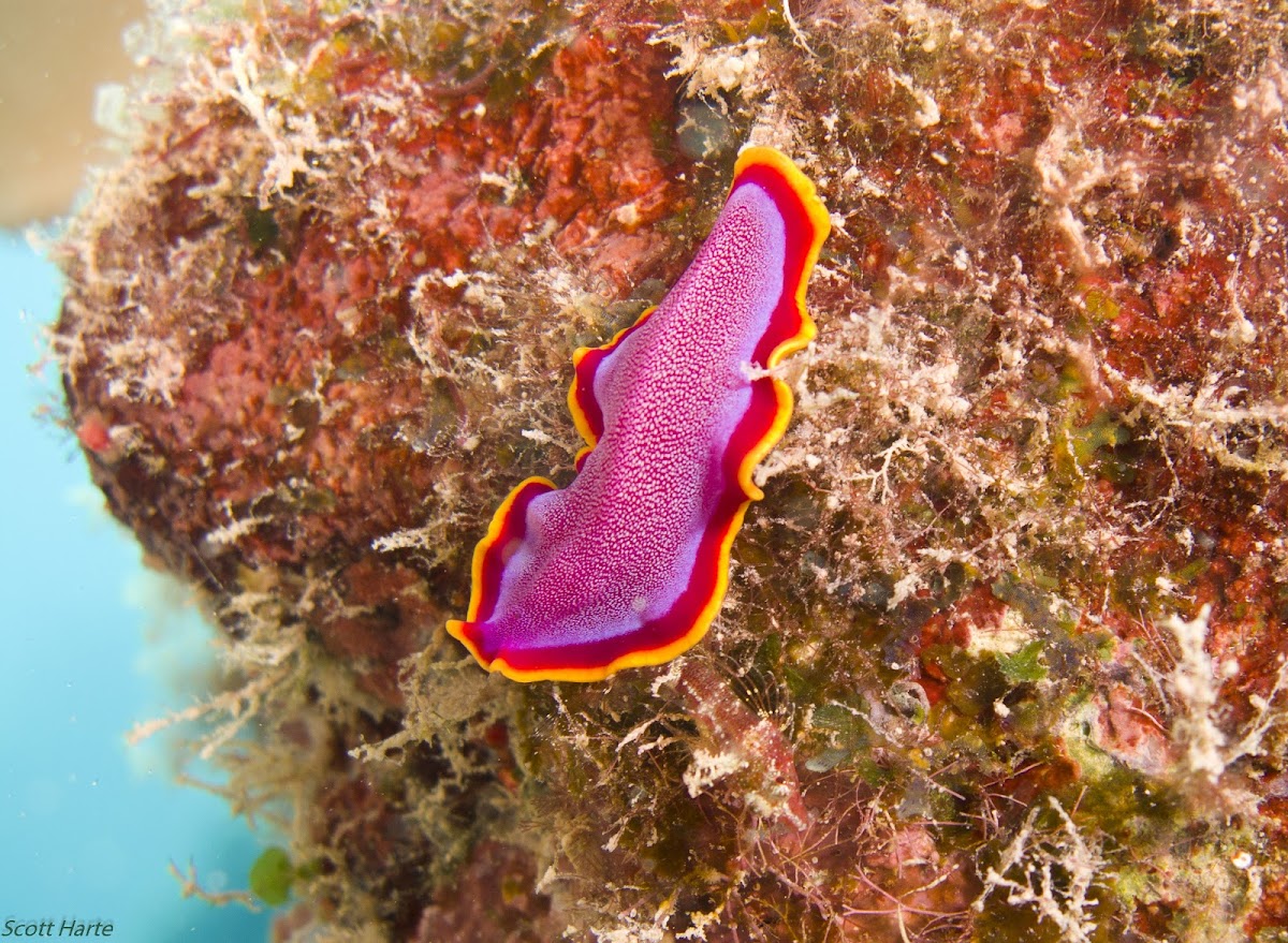 Fuchsia flatworm