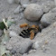 Hosenbiene (kind of sand bee)