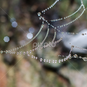 by Natalie Houlding - Nature Up Close Webs