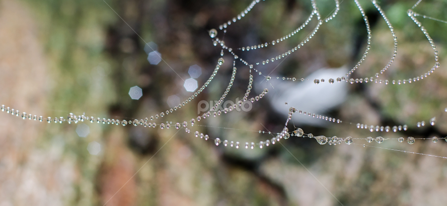 by Natalie Houlding - Nature Up Close Webs
