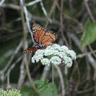 Viceroy Butterfly