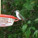 Ruby-Throated Hummingbird