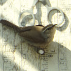 Bewick's Wren