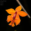 Fiery Reed Orchid