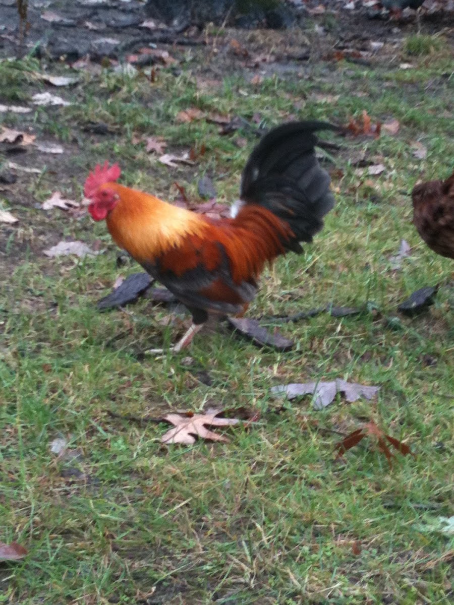 Wheaten old english game Bantam rooster