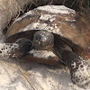 Gopher Tortoise