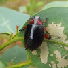 Black nail beetle (Christmas beetle #2)