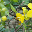 Giant Honey bee