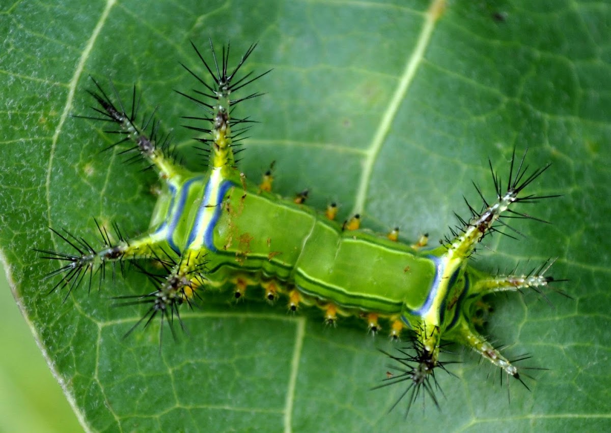 Slug moth type caterpillar