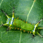 Slug moth type caterpillar