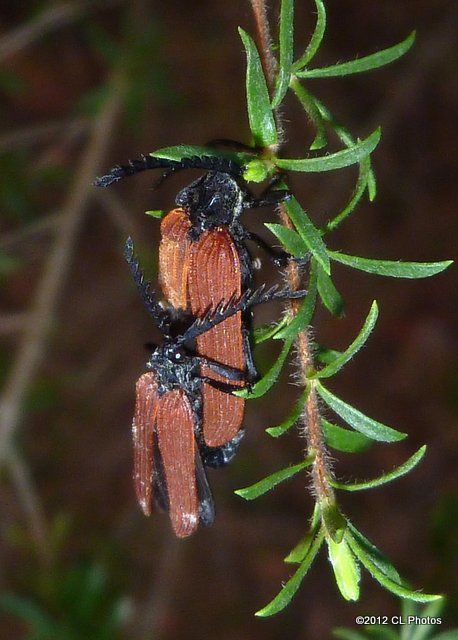 Long-nosed lycid Beetle