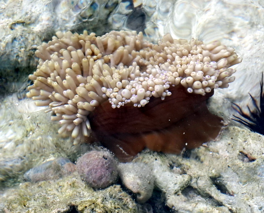Soft Coral (?)