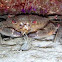 Velvet crab