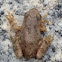 Canyon Tree Frog (metamorph)
