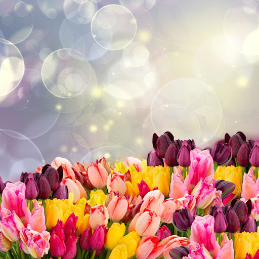 Tulip spring flower wallpaper