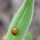 Spotless ladybug
