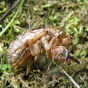 Dog Day Cicada Shell