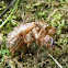 Dog Day Cicada Shell