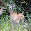 White tail Deer