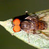Flat-footed fly
