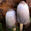 the shaggy ink cap, lawyer's wig, or shaggy mane