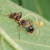 Zombie Ant (infected)