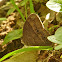 Common Bushbrown - dry season form