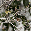 Hume's Leaf Warbler/Hume's Warbler