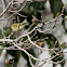 Hume's Leaf Warbler/Hume's Warbler