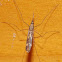 Woodland Malaria Mosquito - ♀